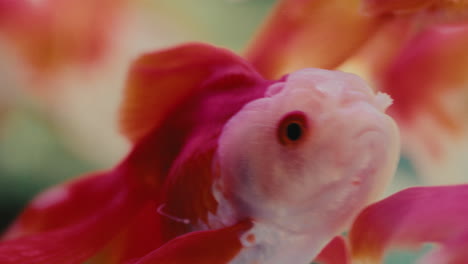 extremo primer plano de peces rojos tropicales nadando en el agua