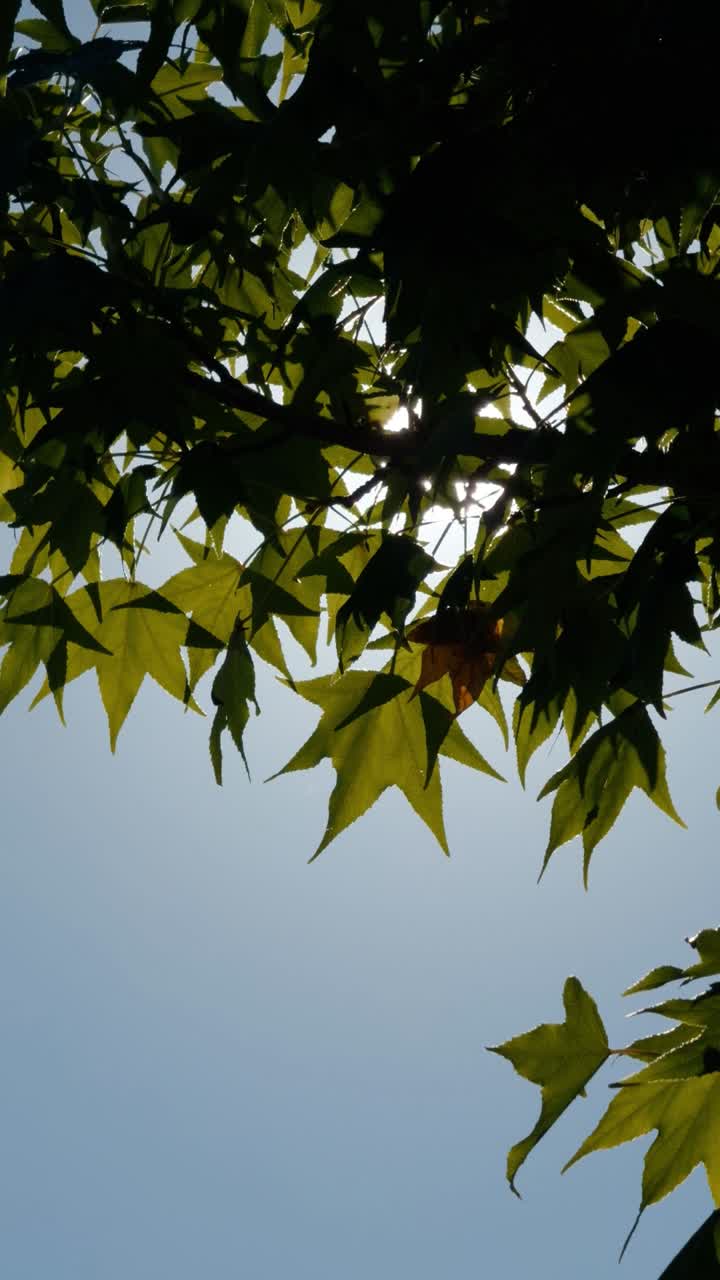 Sunlight Shining Through Green Leaves Against Blue Sky