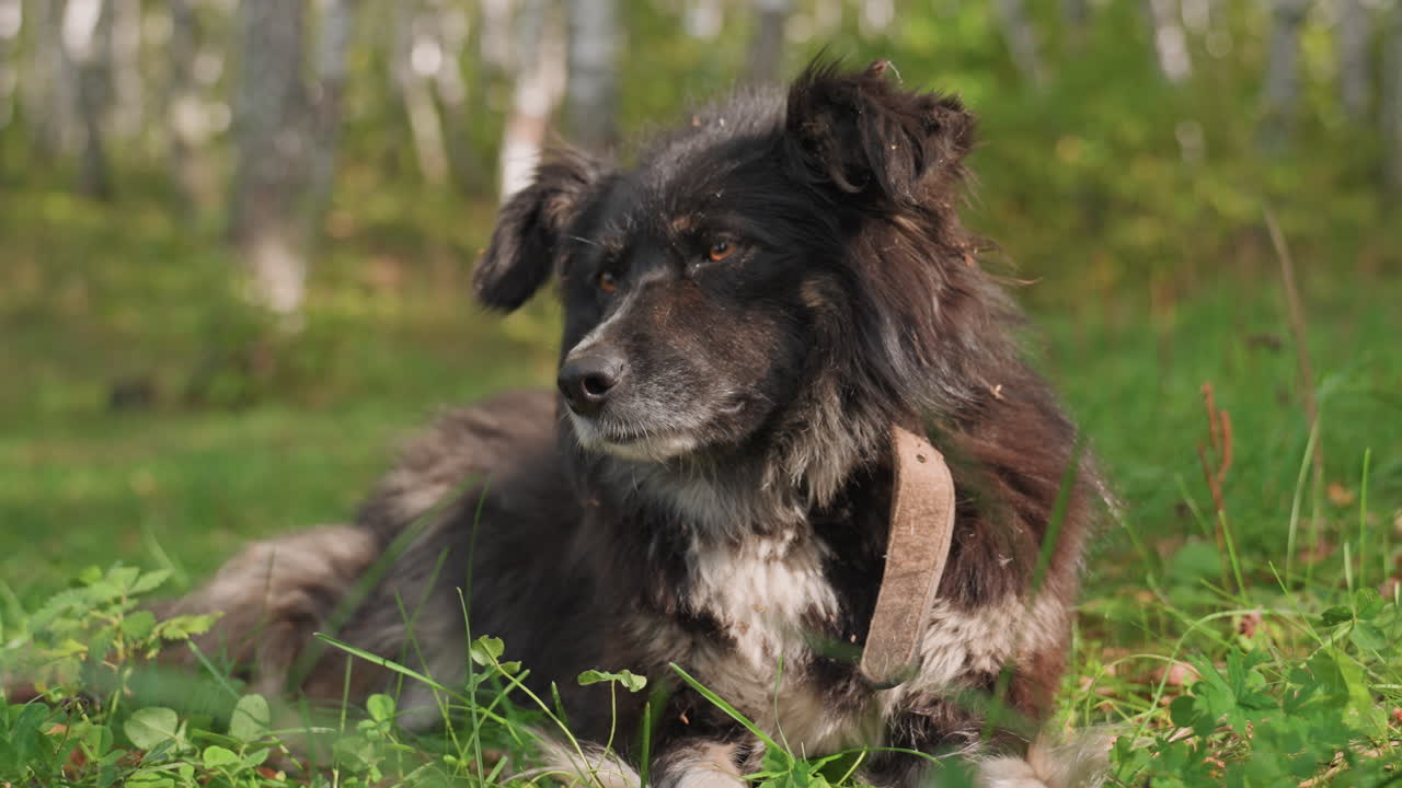 Alert dog aware. Vigilant dog standing in lush campsite. Lively dog scanning surroundings with protective alertness. An attentive canine stands alert amidst Summer sunlight at campsite