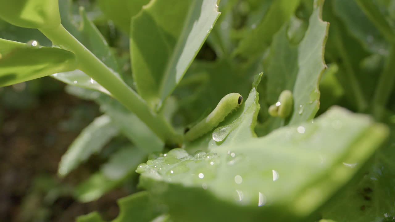oruga blanca de la col, gusano de la col, sobre hojas con rocío de la mañana, estática