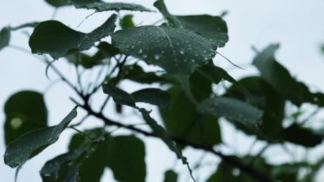 Wassertropfen-Auf-Ficus-Religiosa,-Morgen