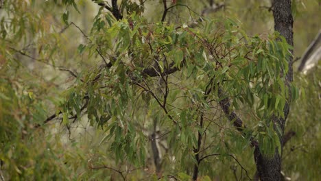 Australian-native-bushland-in-Lamington,-Scenic-Rim-under-gentle-rain-and-wind