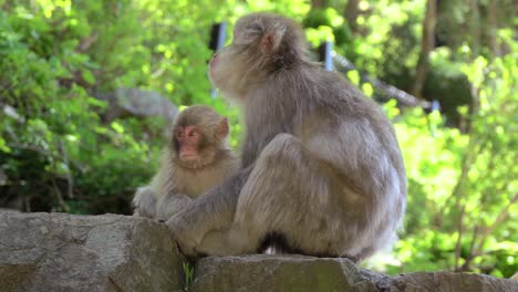 japanese snow monkeys family in the mountains of nagano, care for their fur in the may sun