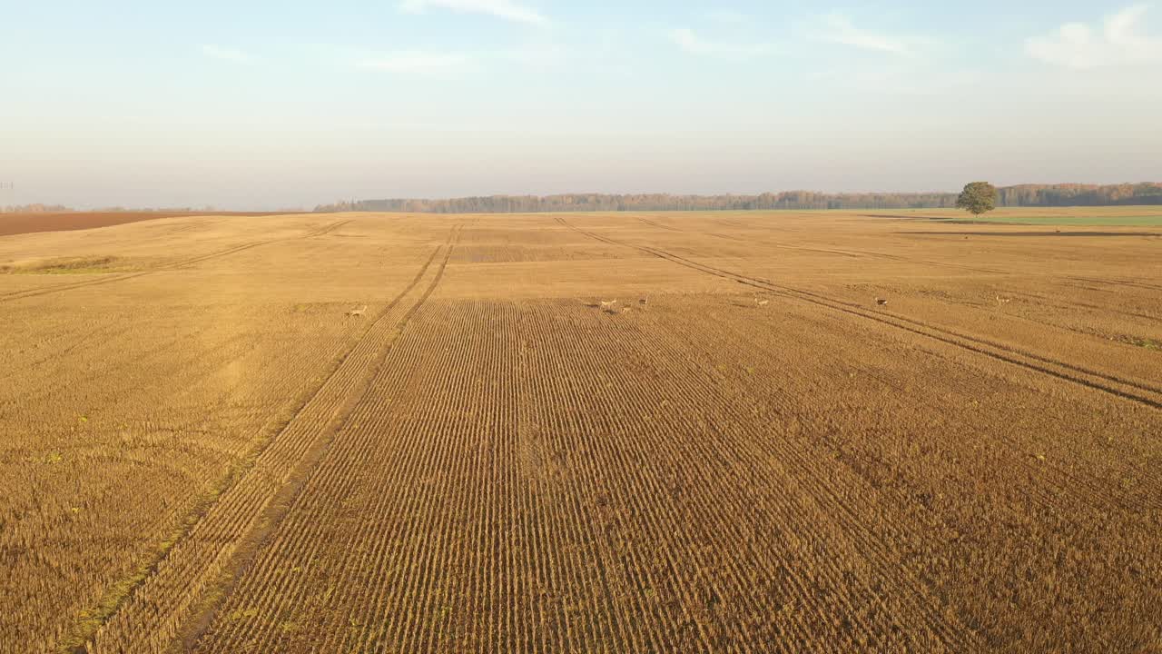 Herd of roe deers running through fields