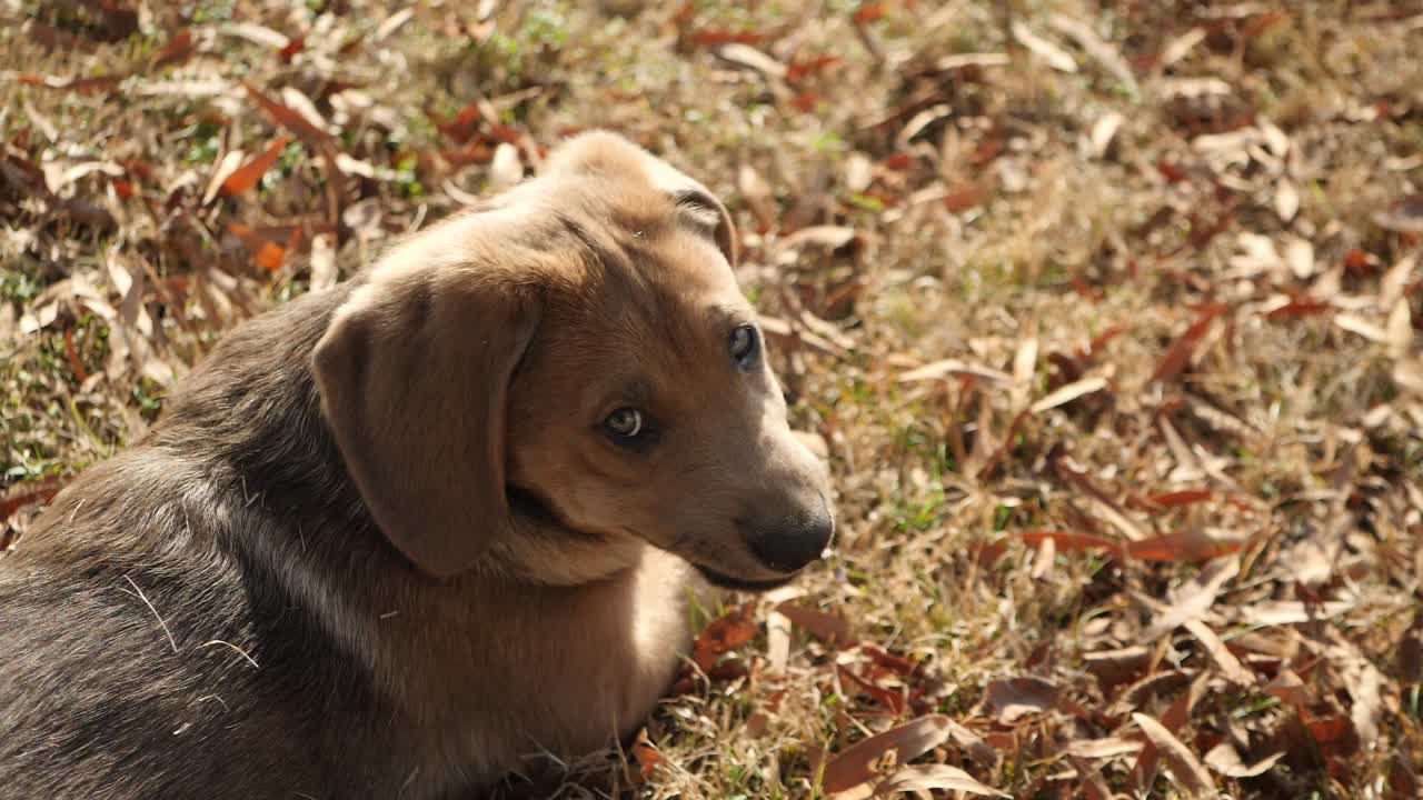 adorable cachorro de labrador retriever acostado en las hojas de otoño, mirando hacia arriba