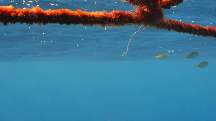 School of juvenile mackerel passing by a discarded fishing hook on a buoy rope.