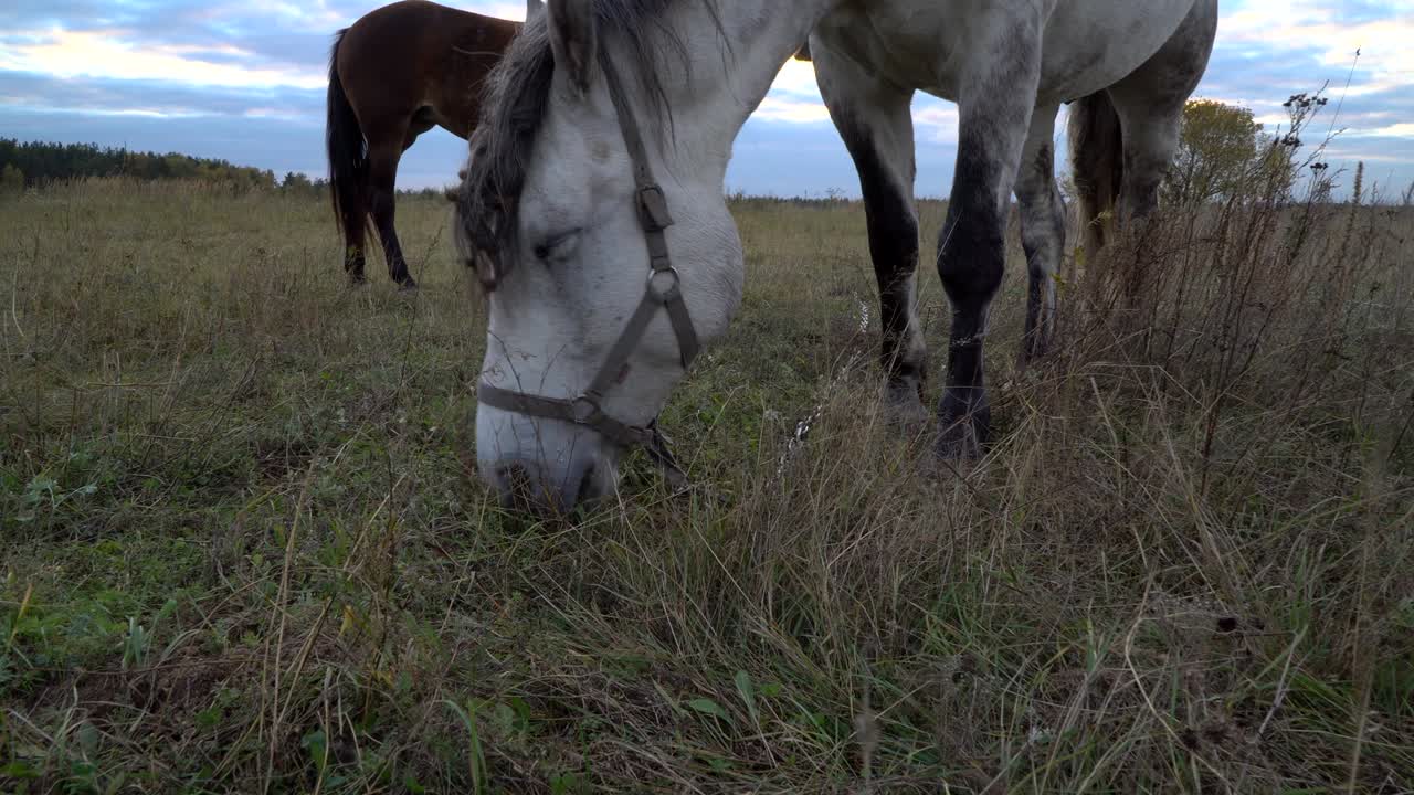 los caballos en el prado de otoño