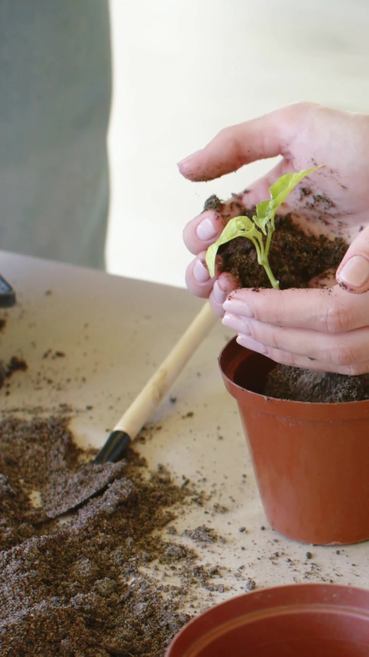 Video vertical: Mujer recogiendo tierra, sacando y plantando una plántula en una maceta en una mesa para trasplantar, con una pulsera.