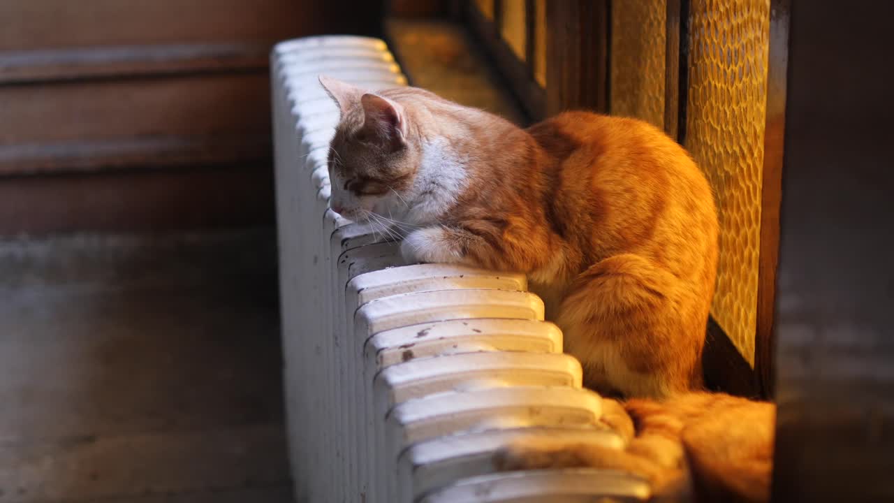 라디에이터에 오렌지색과 색 고양이