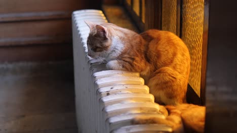 orange and white cat on radiator