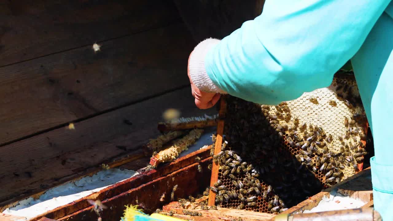 beekeeper takes out honeycombs from the hive to pump honey. Apitherapy