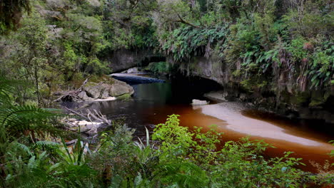 beautiful nature footage of calm brown stream surrounded by green plants and trees in rainforest of new zealand