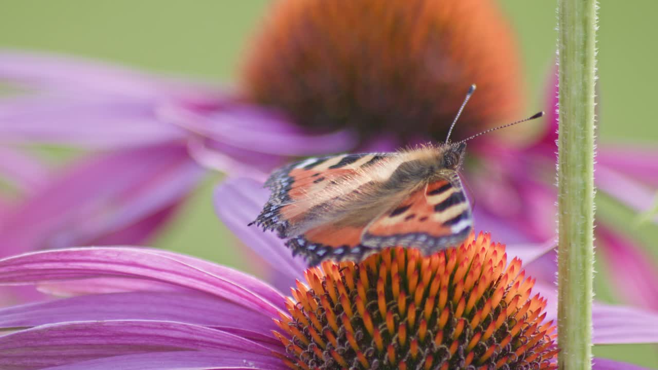 una pequeña mariposa de concha de tortuga come néctar de una flor de cono naranja