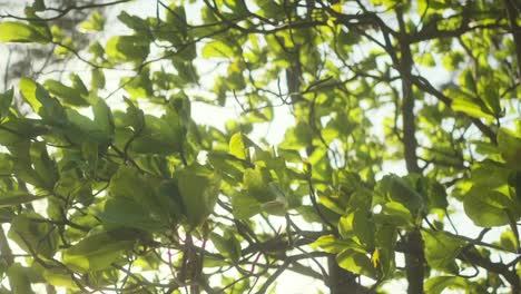 las hojas de un árbol de almendra indio iluminadas de color verde brillante soplando en el viento