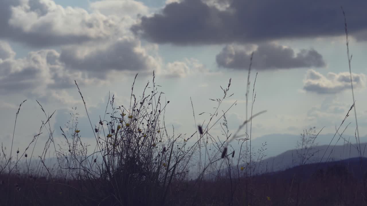 Close up of tall grass with the sky in the background