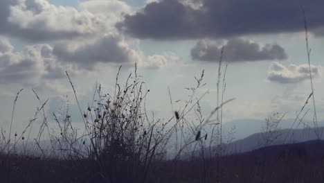 close up of tall grass with the sky in the background