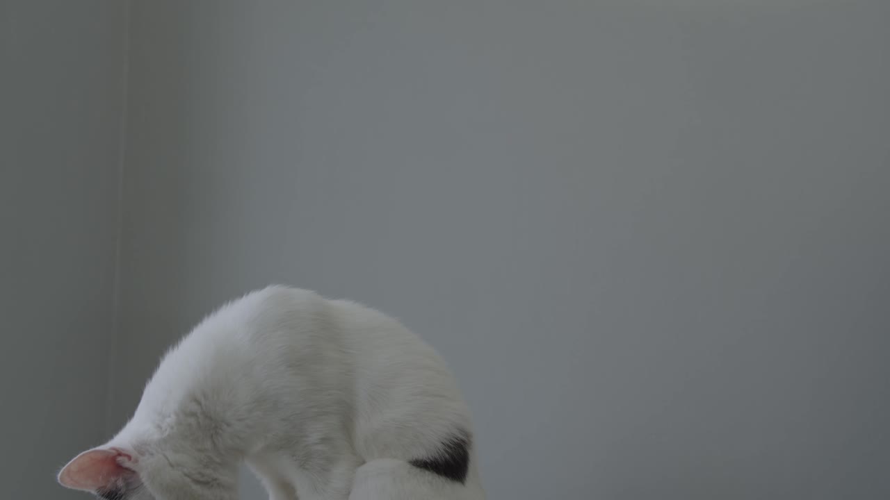 gato joven blanco de pie y bostezando fondo minimalista gris