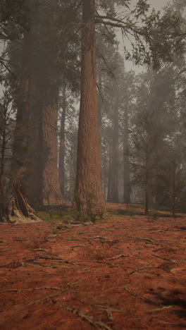 misty redwood forest