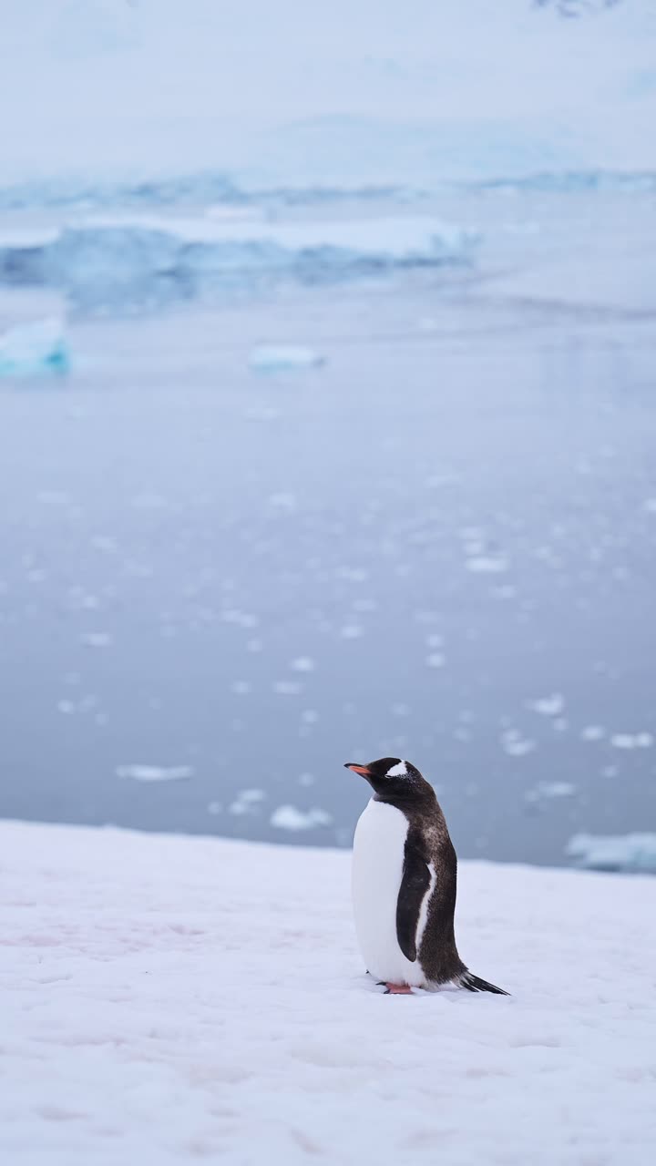pingüino antártico y paisaje de invierno en la nieve, pingüinos gentoo vida silvestre y animales en la hermosa península antártica helada nevada y fría, video vertical para redes sociales, instagram reels y tiktok