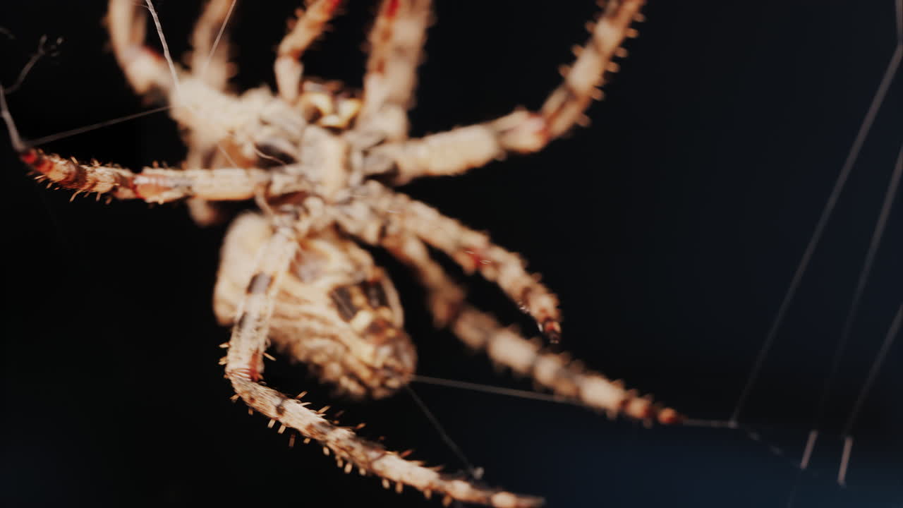 Close up of a spider sitting in its web, showing intricate details of its body and fine silk threads
