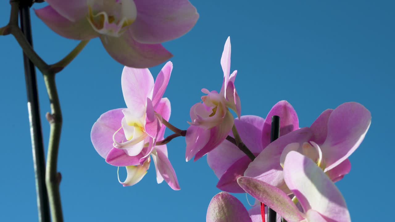 una vista detallada de las orquídeas de pétalos rosados, pertenecientes a la familia de las orquidas, se ven contra un telón de fondo de un cielo azul prístino
