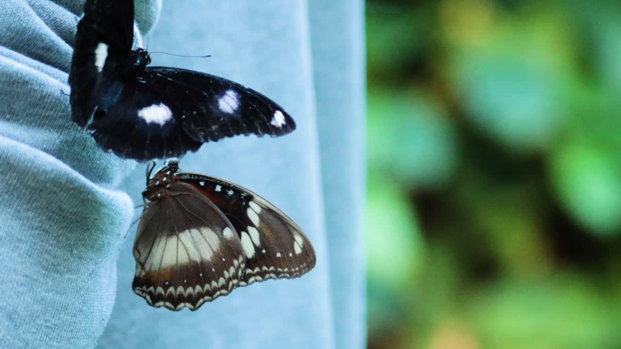 Two butterflies interacting on a blue fabric