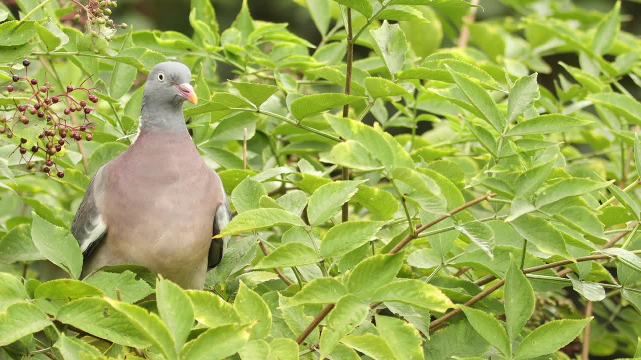 잘 익은 블랙 베리를 따고 먹는 나뭇가지에 무게가 있는 일반 나무 비둘기의 균형을 잡는 엘더베리 덤불
