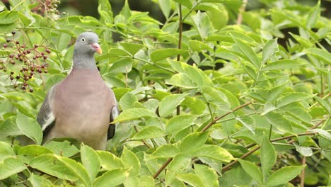 Elderberry-bush-with-balancing-Common-Wood-Pigeon-with-its-weight-on-a-branch-picking-and-eating-the-ripe-black-berries