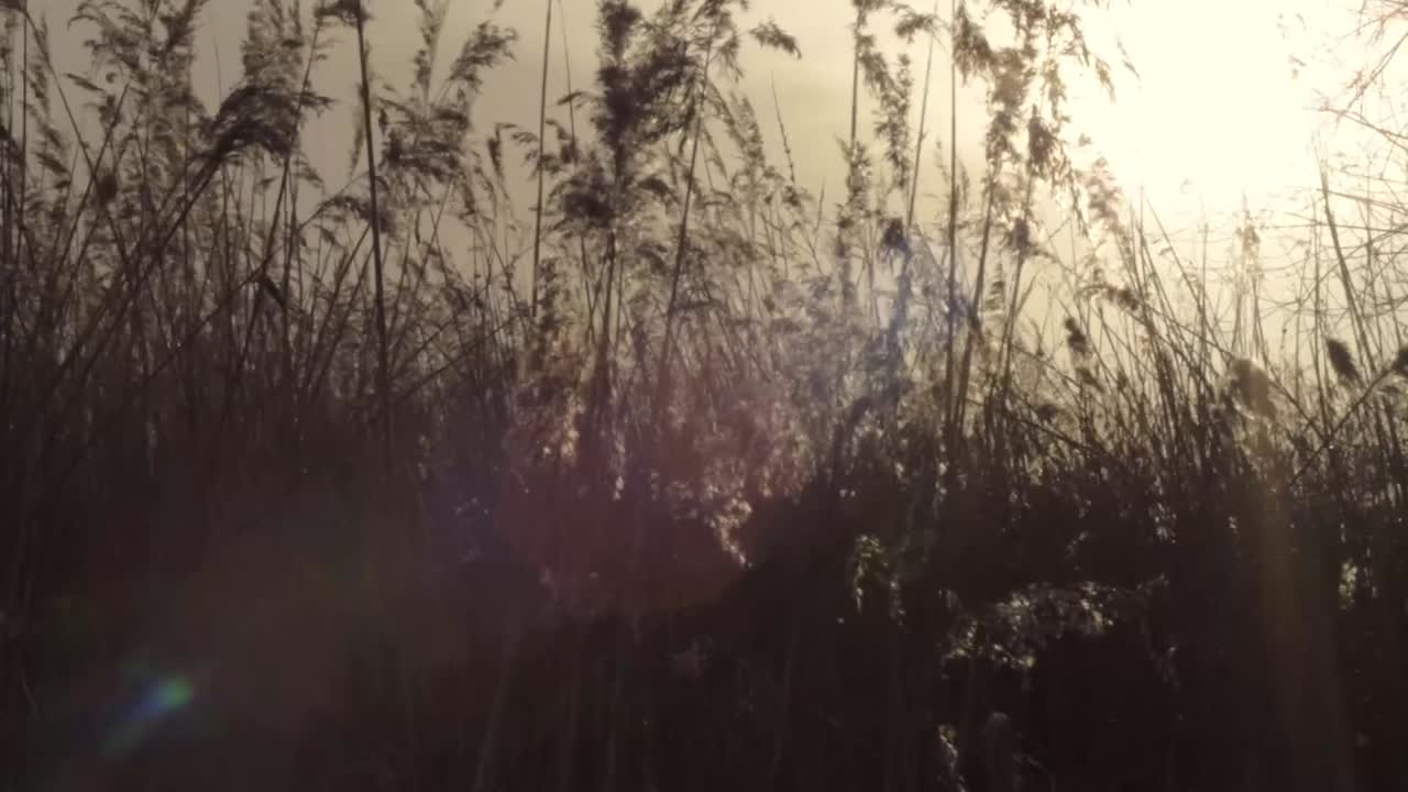 Tall grasses and reeds in golden sunset blowing in the breeze wide shot