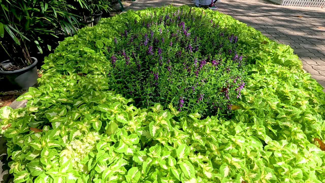 ярко зеленые и фиолетовые растения в круговом расположении под ярким солнечным светом в парке рама икс, бангкок