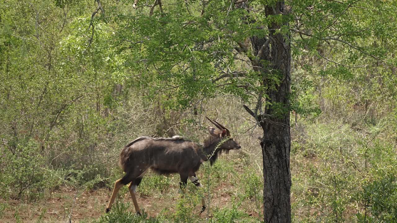 pan con el antílope nyala a rayas masculino caminando a través de la maleza espinosa