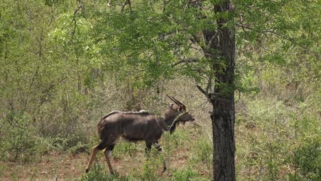 pan with male striped nyala antelope walking through thorny brush