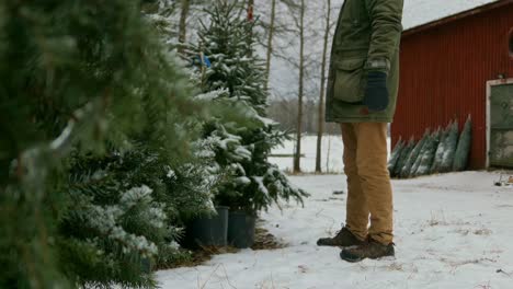 person buying a christmas tree at traditional market