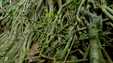dense banyan tree roots intertwine in a lush, green forest setting. natural lighting highlights the intricate patterns and textures