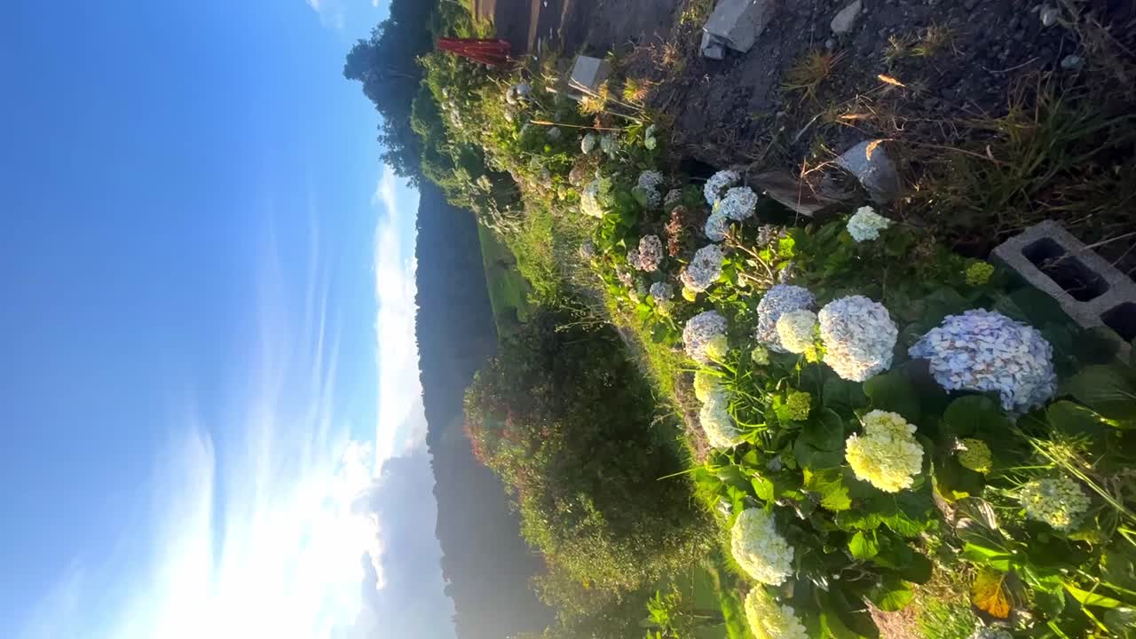 Hiking among beautiful vegetation near the Arenal Volcano and amazing sunny day