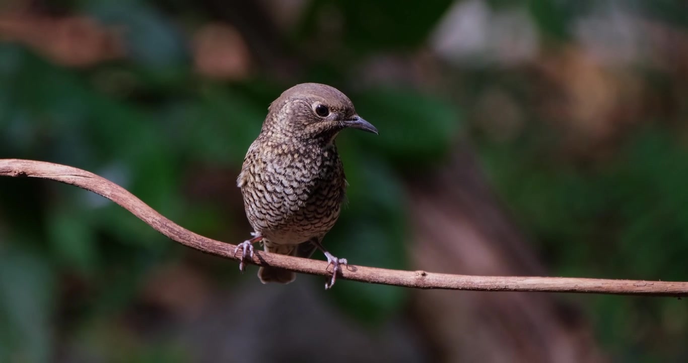 Posado en una enredadera, mirando hacia la derecha mientras la cámara se desliza y se aleja, un zorzal roquero de garganta blanca (Monticola gularis), Tailandia