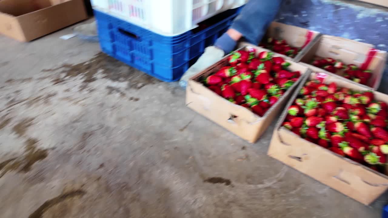 Sguardo avvincente sull'elemento umano dell'agricoltura. Contadini locali selezionano i frutti migliori da cassette di plastica blu e li ripongono in scatole più piccole per la vendita al dettaglio, la bellezza grezza e naturale del raccolto.