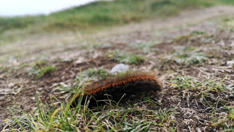 larga oruga peluda marrón arrastrándose a través de viento áspero