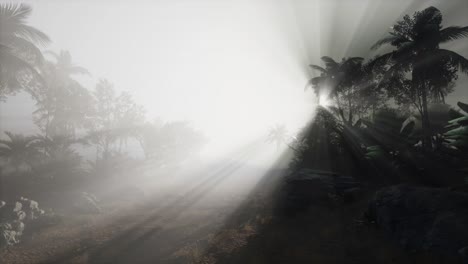 los rayos del atardecer a través de las palmeras