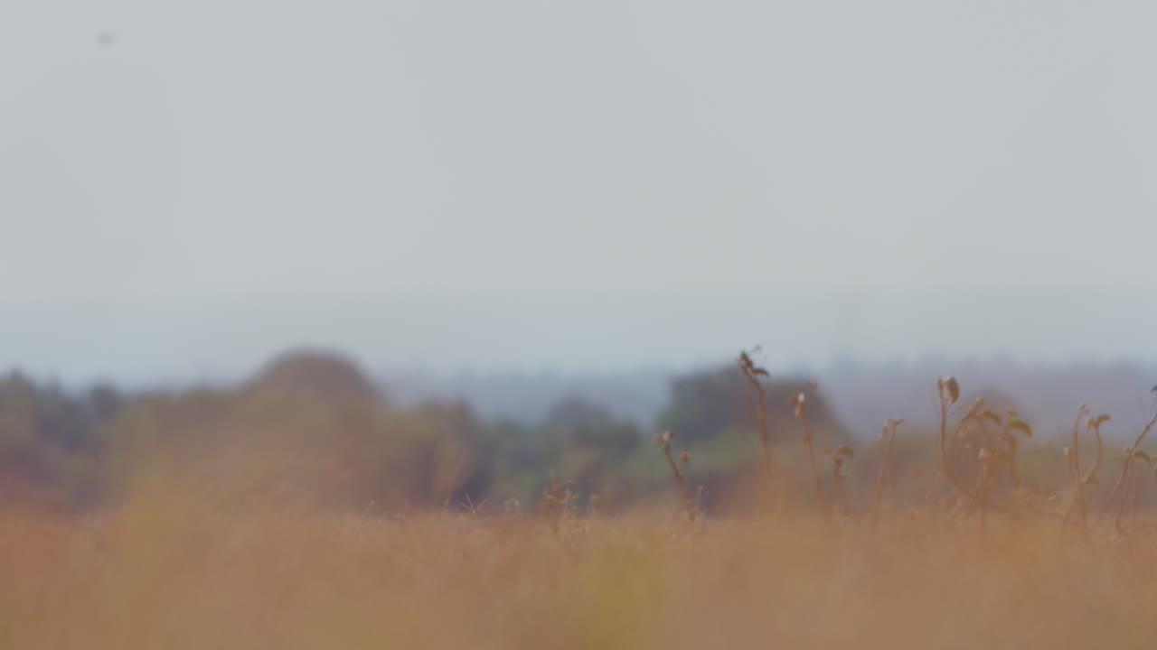 Wide bokeh shot of a cheetah moving across a plain in kenya