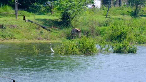 scenic landscape view of white heron bird and skinny cow grazing on grass at lakes edge in rural countryside of sri lanka