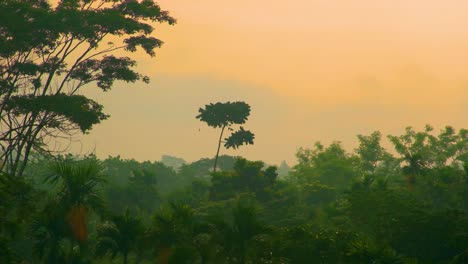 time-lapse shot of treetops swaying gently in a breeze during a golden sunset