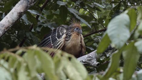 hoatzin perched on a branch in a rainforest