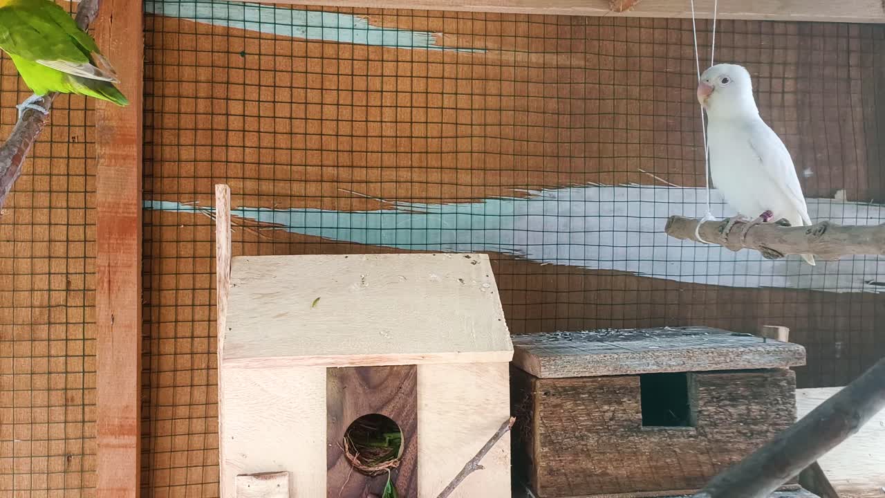 세 마리의 새들이 때때로 놀고 있었습니다.