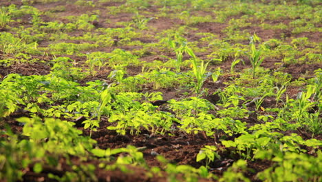 young myna bird in morning nagarahole forest field with fresh green plants and earthy vibes