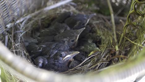 closeup of  baby birds nesting in bicycle basket