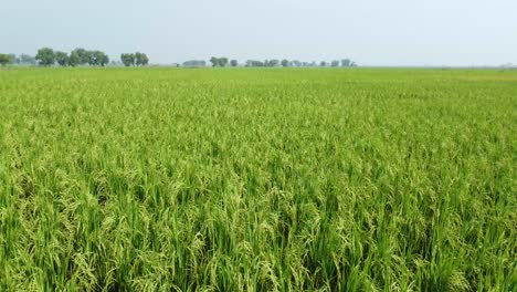 Aerial-view-shot-of-vast-paddy-field