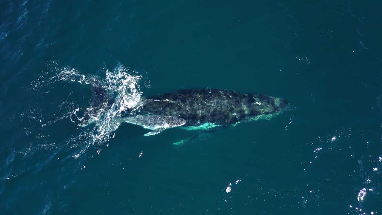 엄마와 신생 고래는 무지개 효과를 일으키는 바다 물의 스프레이를 내보니다.