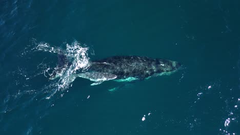 a mother and newborn whale let out a spray of ocean water creating a rainbow effect