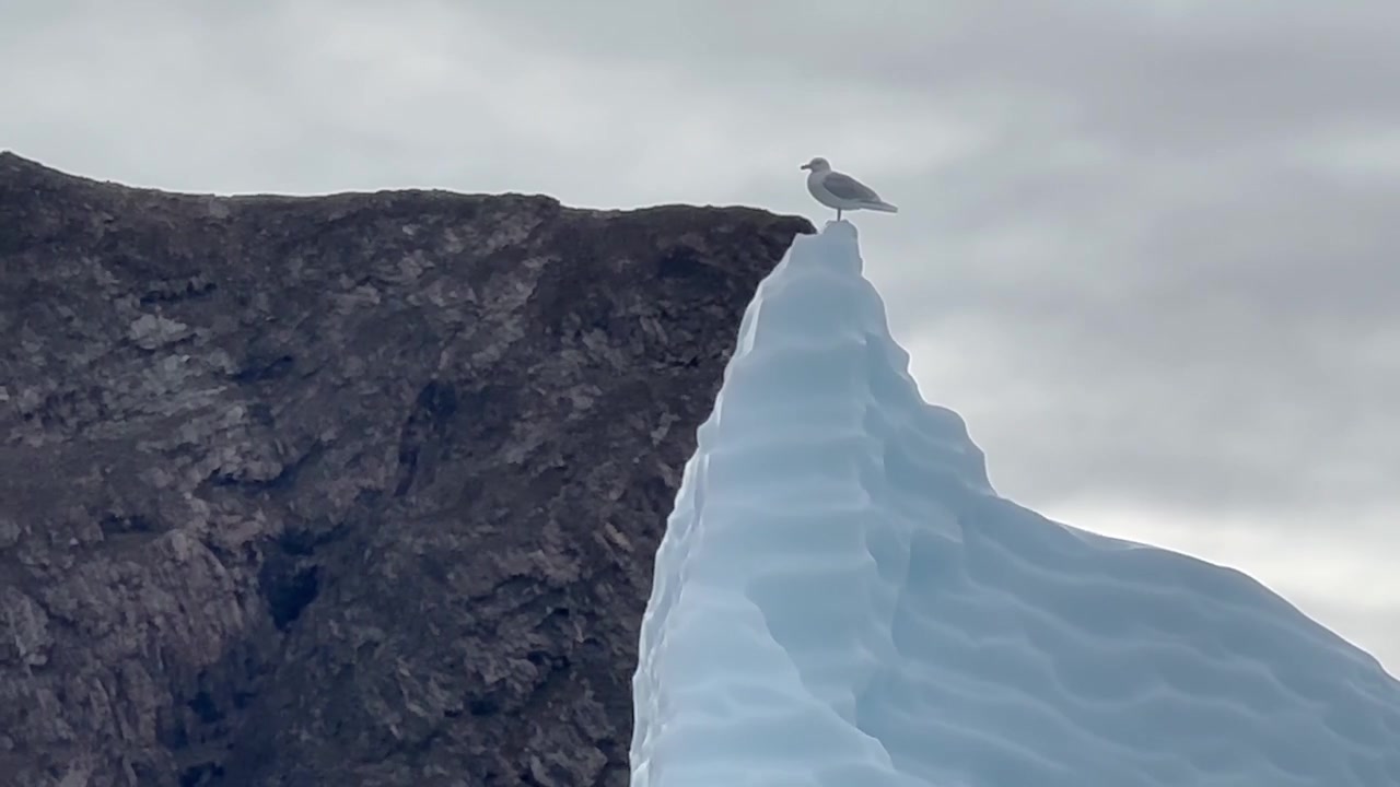 Gabbiano posato su un iceberg galleggiante alle Isole degli Orsi. Scoresbysund, Groenlandia